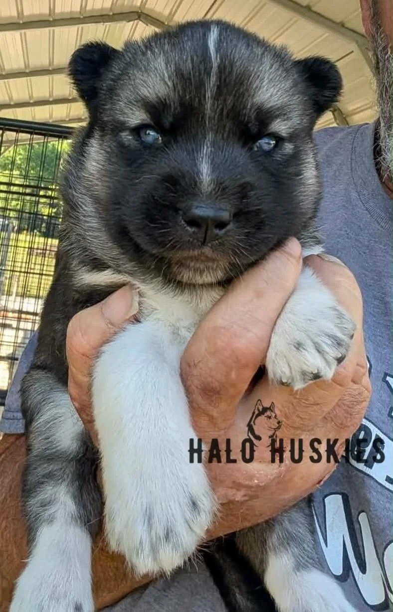 Available Now! Agouti Husky Puppy (Spirit’s Male #3)