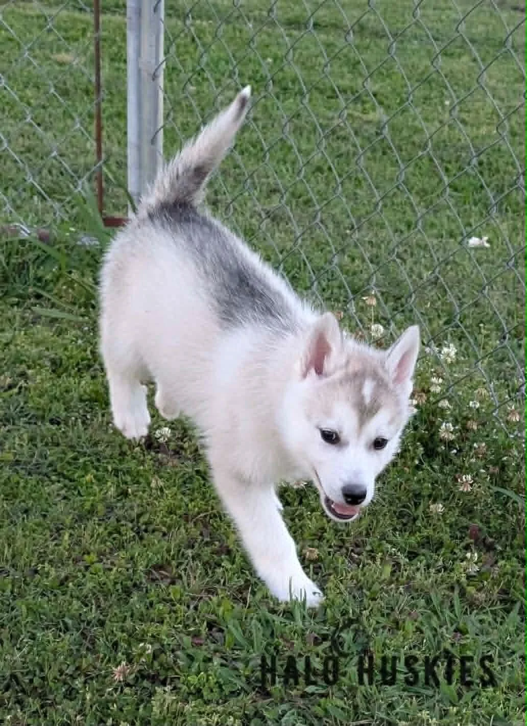 Kilo Male 5 1.2.jpg