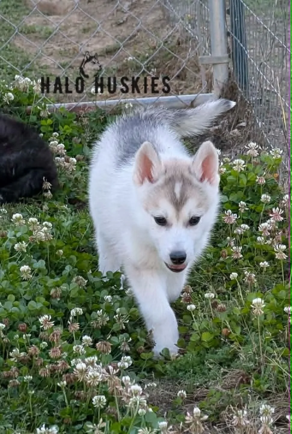 Kilo Male 5 1.4.jpg