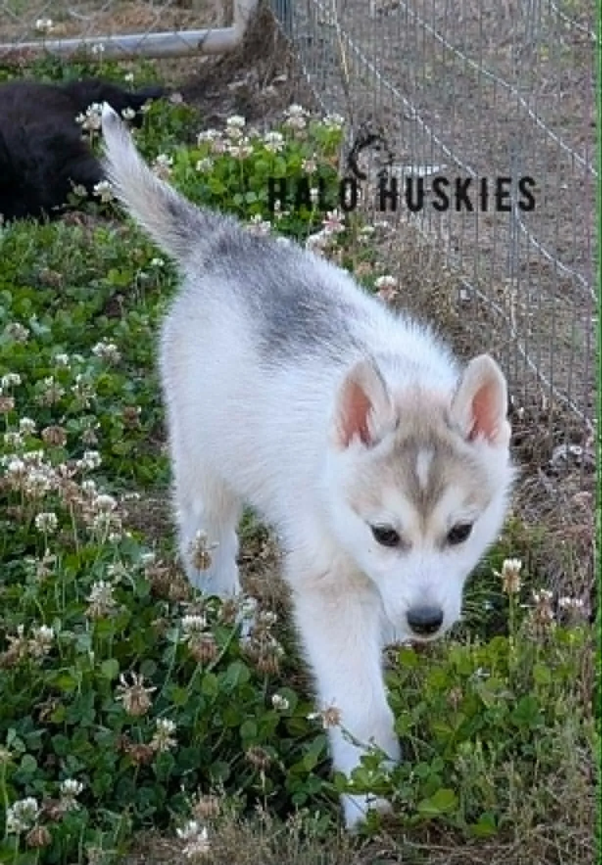 Available Now! Silver Husky Puppy (Kilo’s Male #5)