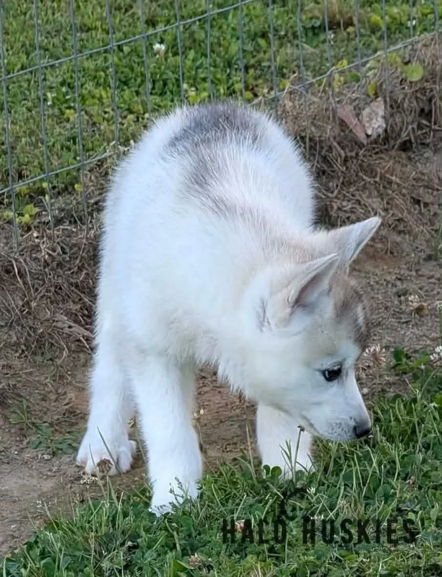 Kilo Male 5 1.6.jpg
