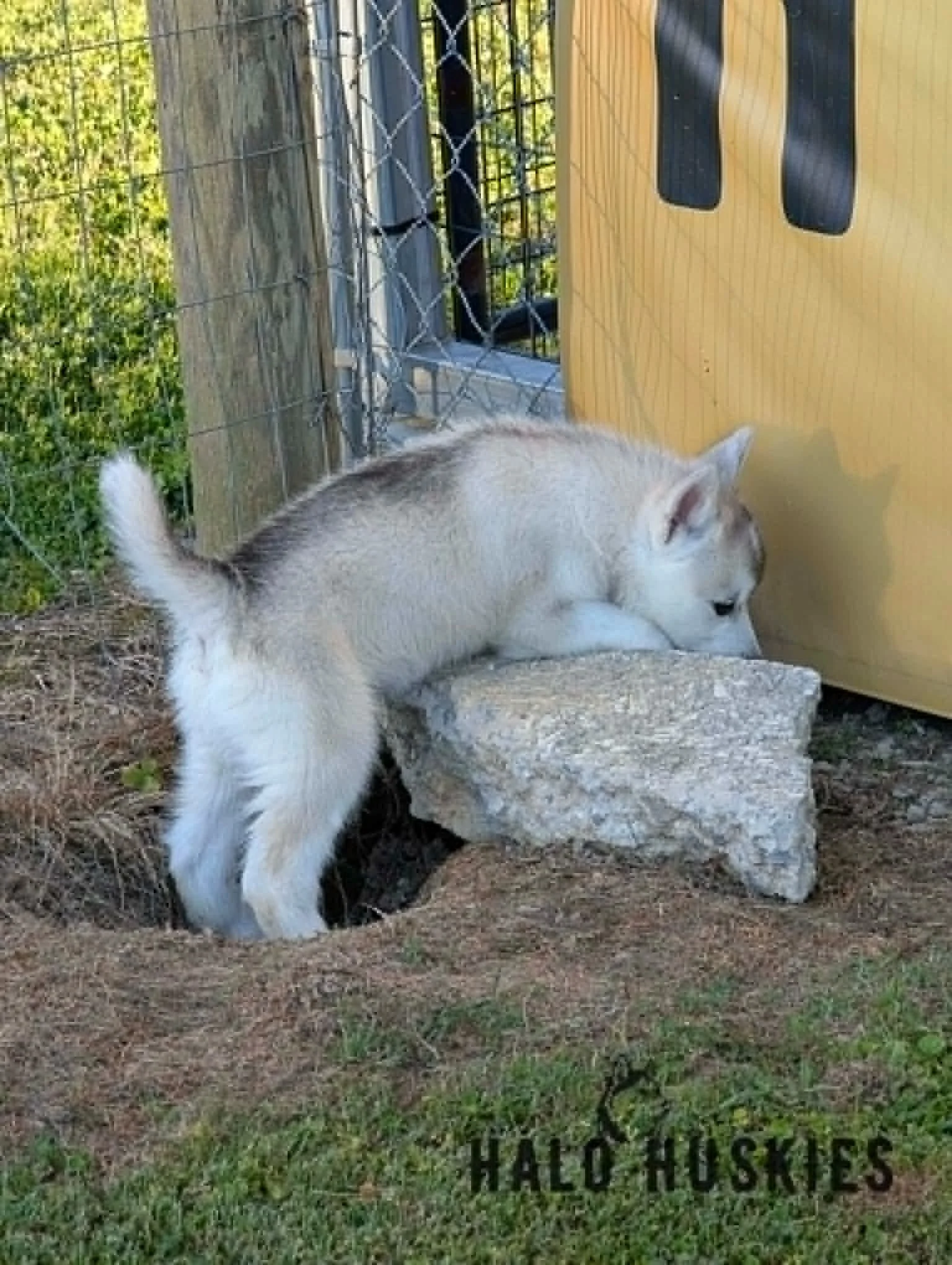 Kilo Male 5 1.7.jpg