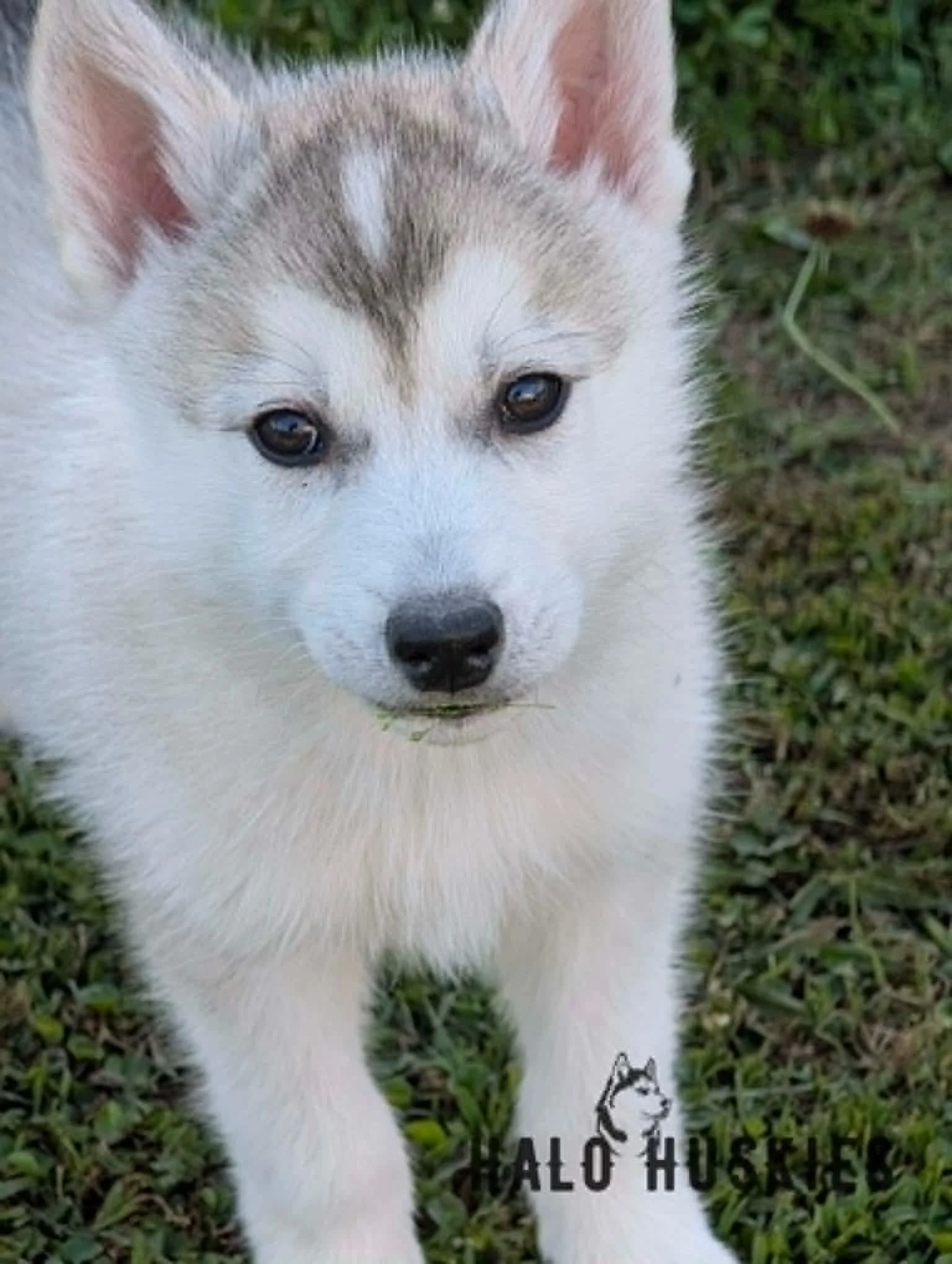 Kilo Male 5 1.9.jpg