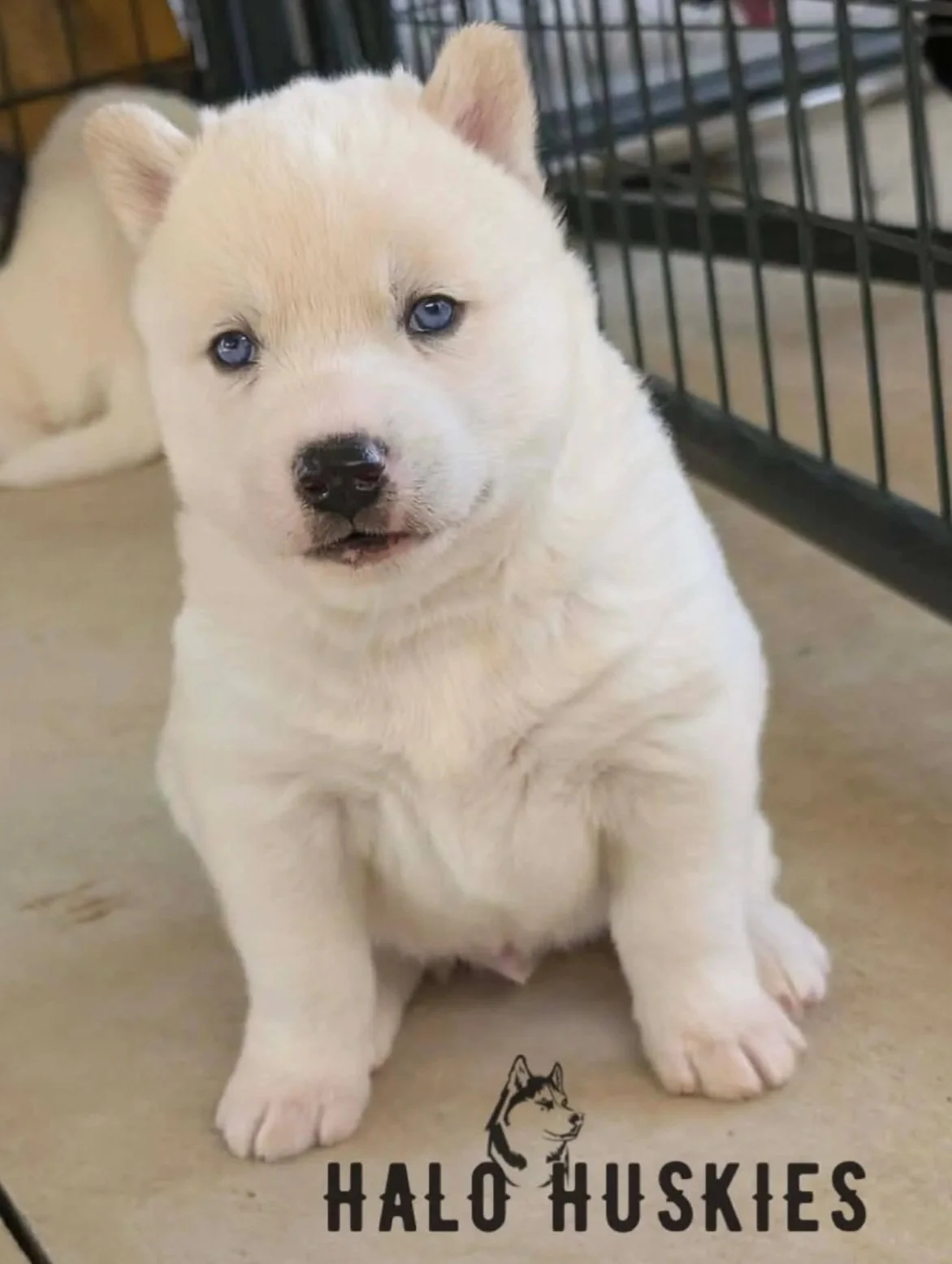Available Now! White Husky Puppy (Spirit’s Male #1)