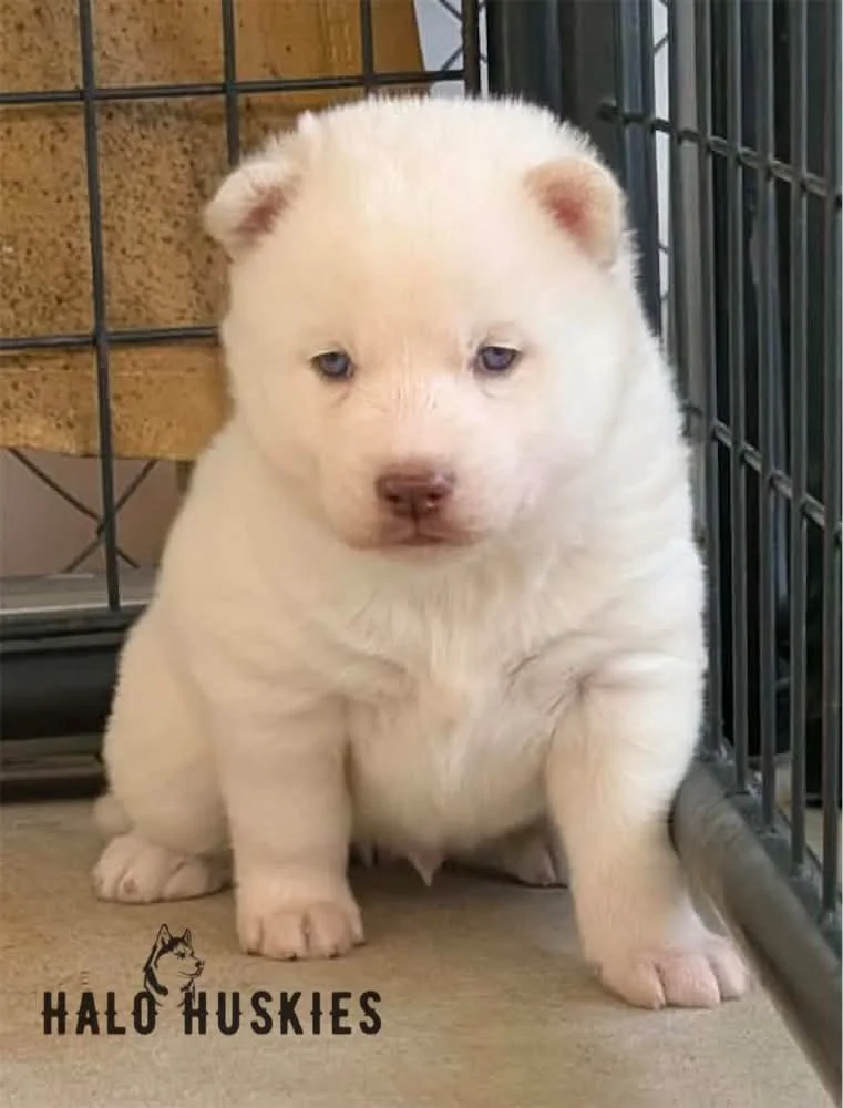 White Husky Puppy (Spirit’s Male #2) (Reserved)
