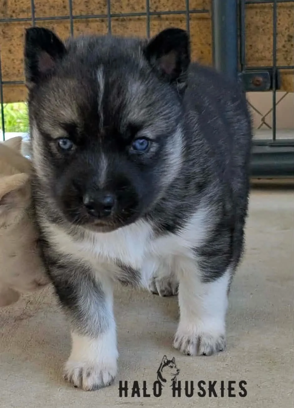 Agouti Husky Puppy (Spirit’s Male #3) (Reserved)