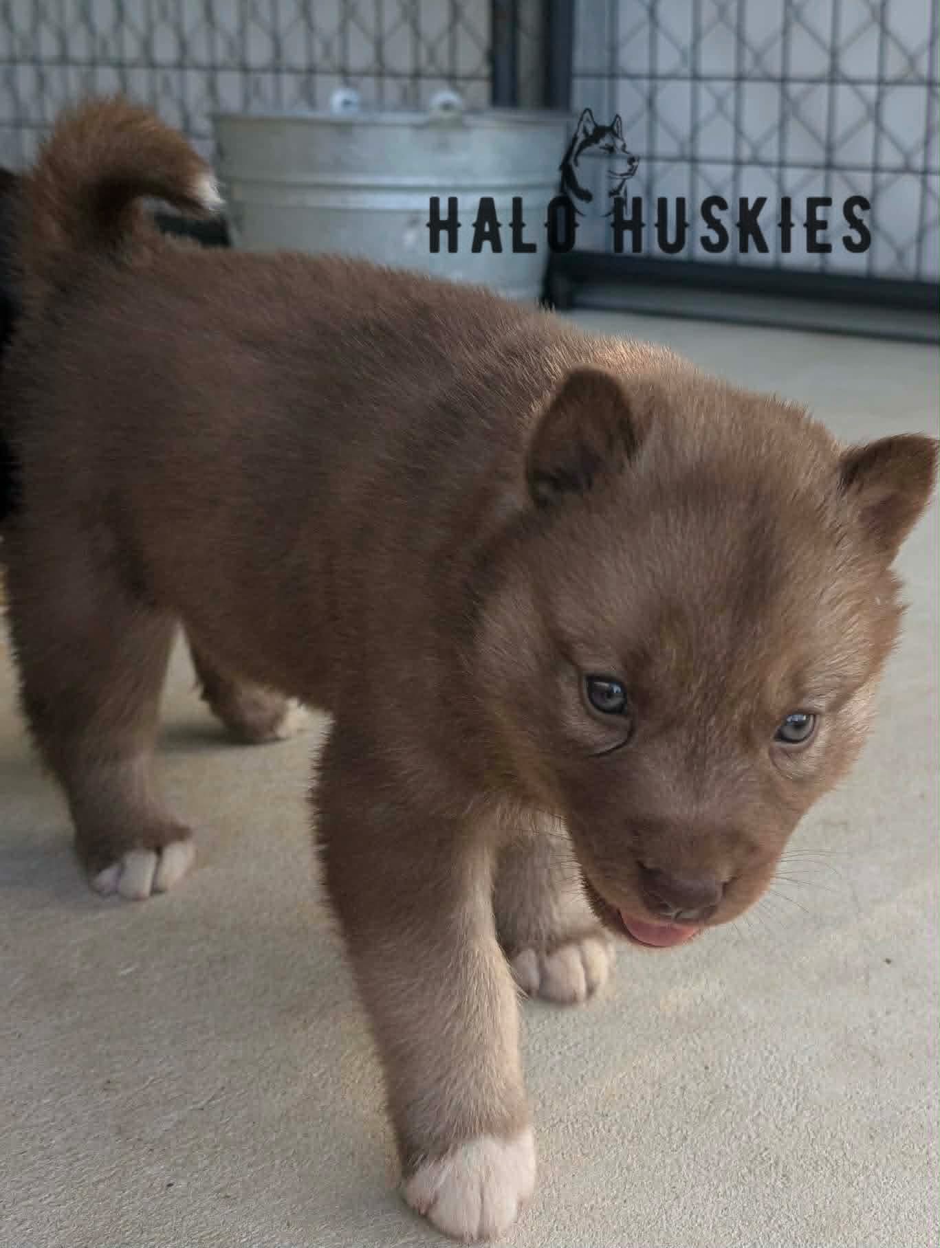 Available Now! Copper Puppy (Raven’s Female #2)