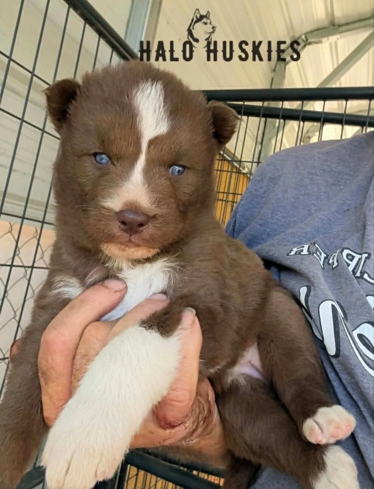 Available Now! Copper/White Husky Puppy (Raven’s Female #1)