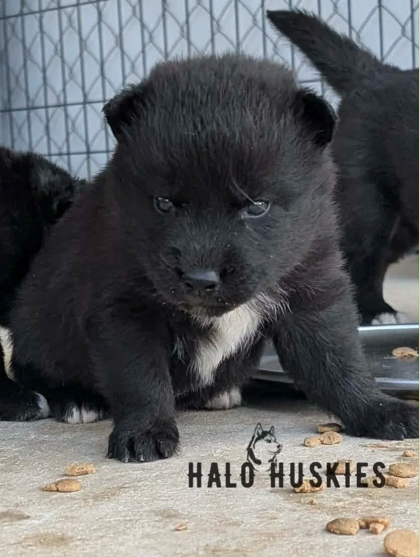 Black Puppy (Raven’s Male #3) (Reserved)