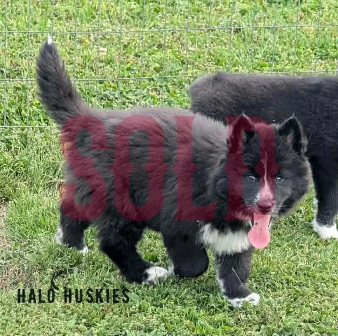 Sold: Mostly Black Husky Puppy (Onyx’s Female #3)