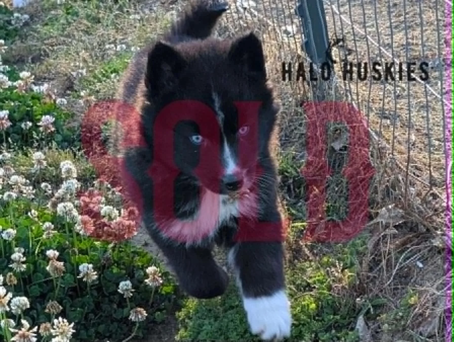 Sold: Black/White Husky Puppy (Kilo’s Male #4)