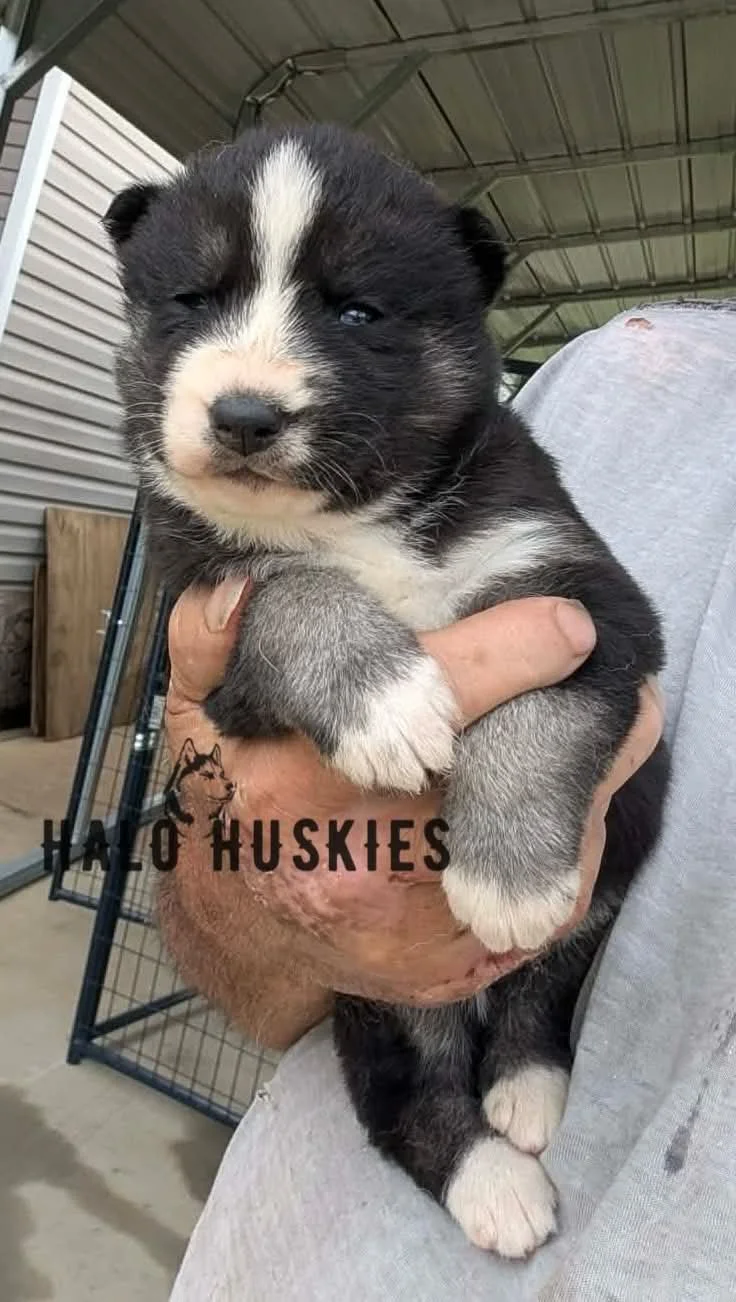 Available Now! Agouti/White Husky Puppy (Nona’s Female #2)