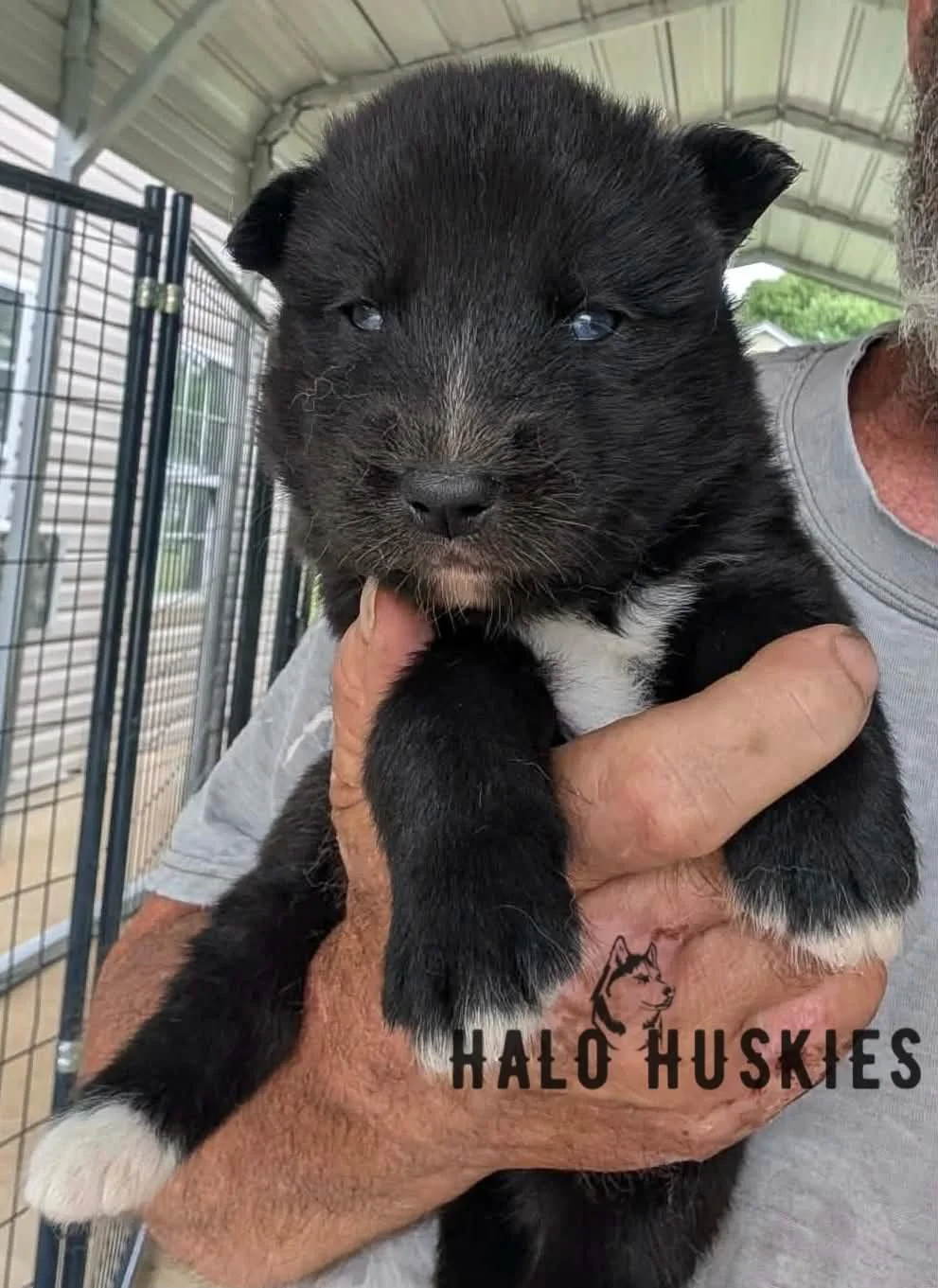 Available Now! Dark Agouti Husky Puppy (Nona’s Male #3)
