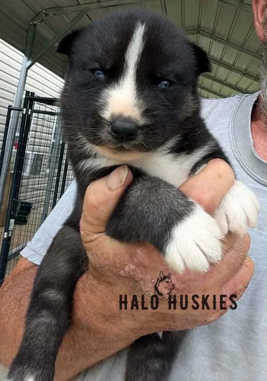 Available Now! Agouti/White Husky Puppy (Nona’s Male #4)