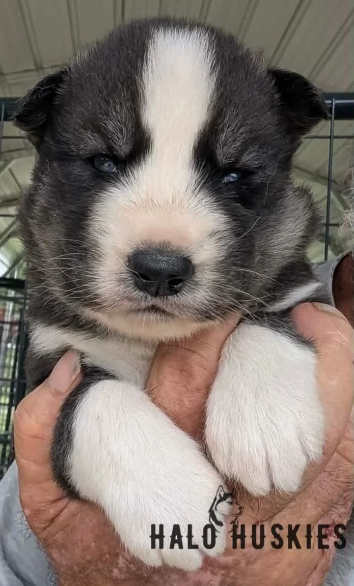 Available Now! Agouti/White Husky Puppy (Nona’s Male #5)