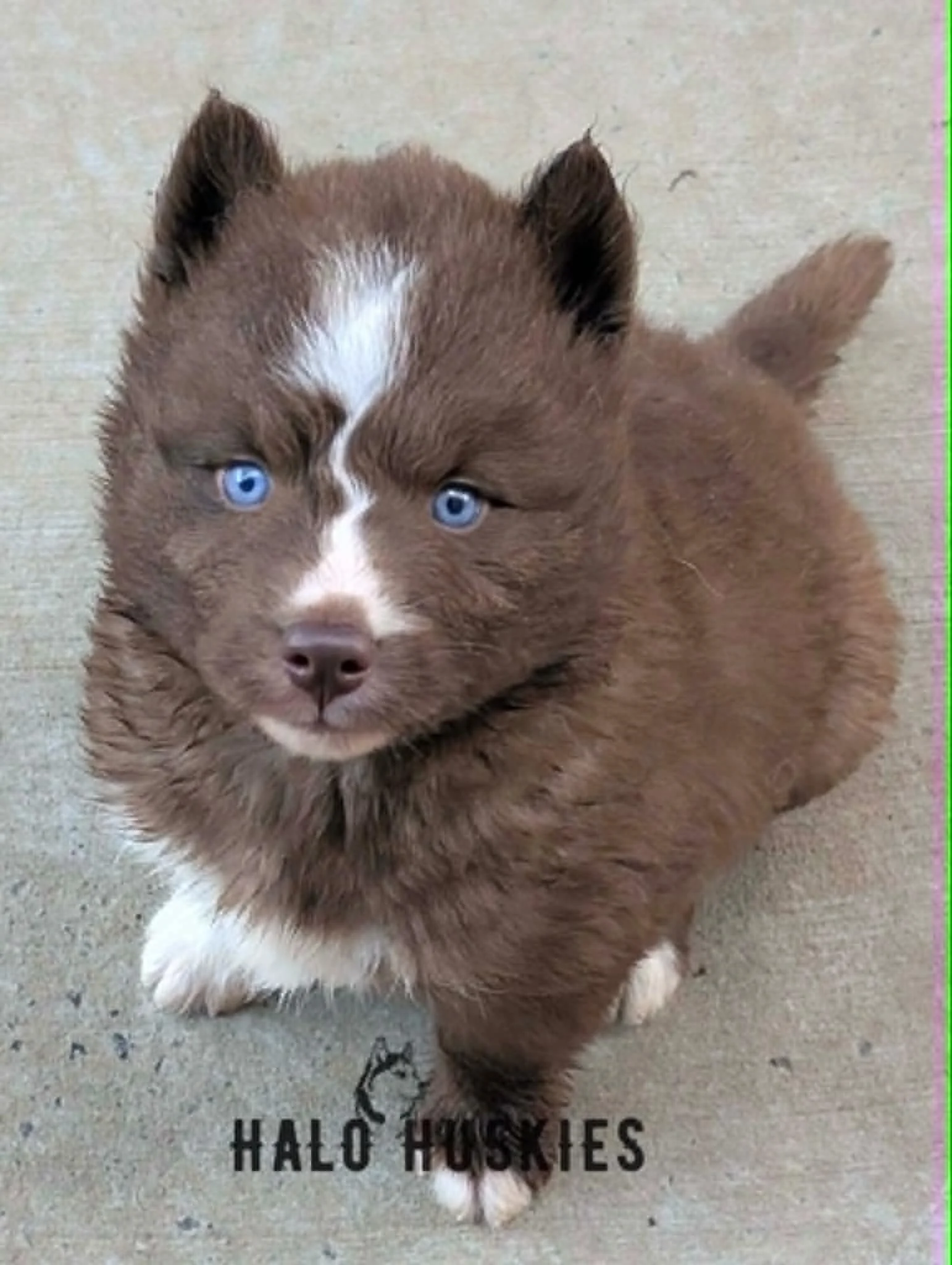 Copper/White Husky Puppy (Raven’s Female #1) (Reserved)