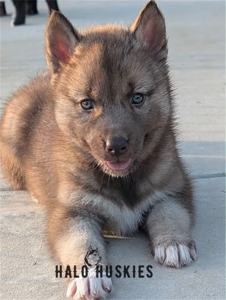 Copper Puppy (Raven’s Female #2) (Reserved)