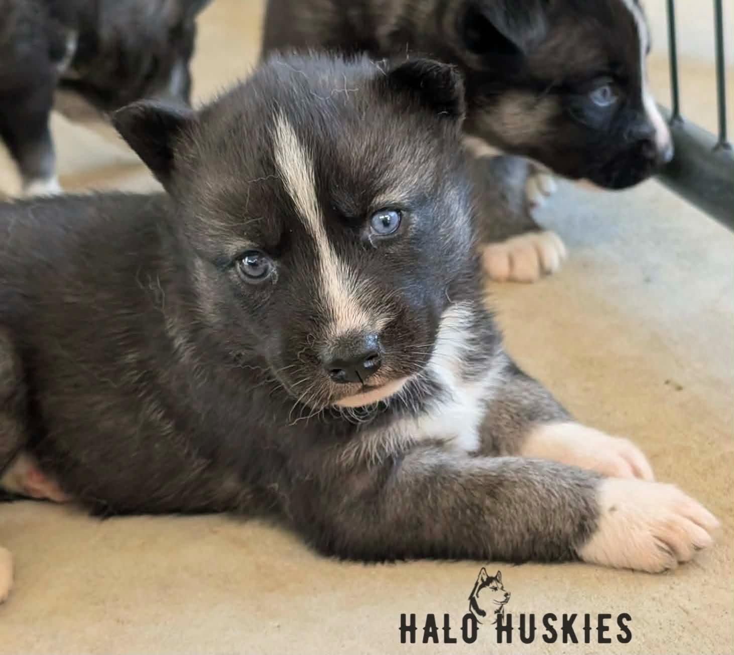 Available Now! Agouti/White Husky Puppy (Nona’s Female #1)