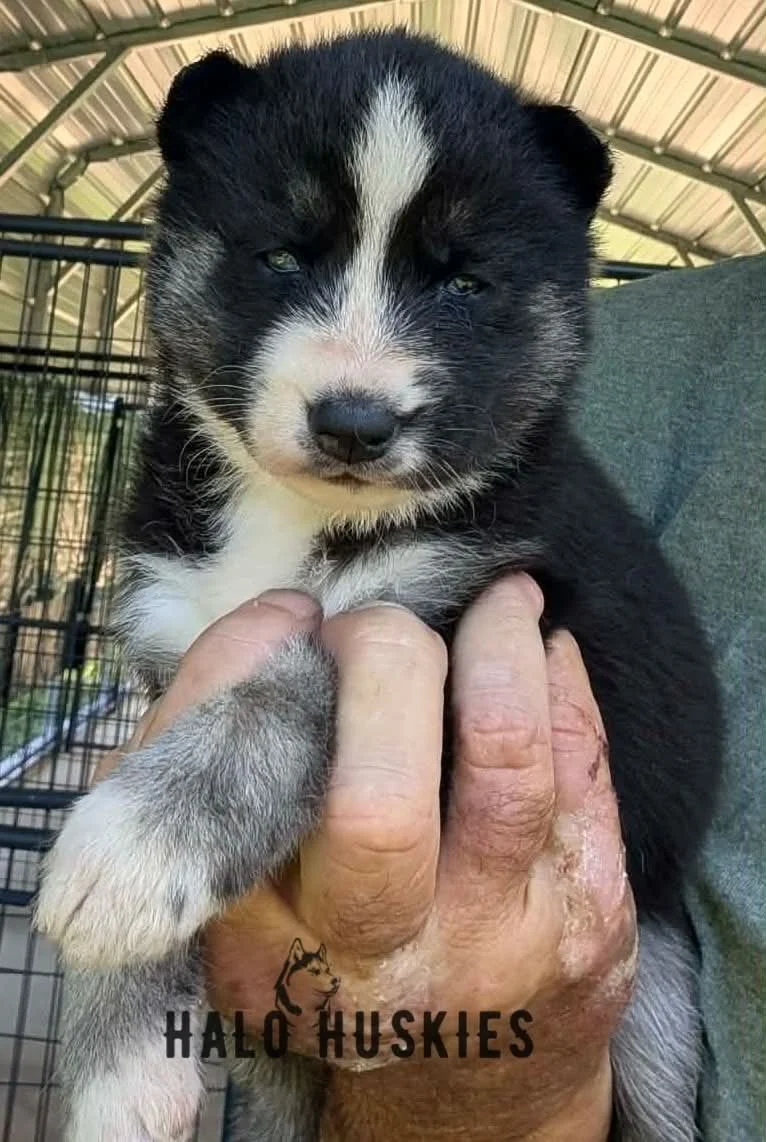 Available Now! Black/Tan Husky Puppy (Nona’s Female #2)