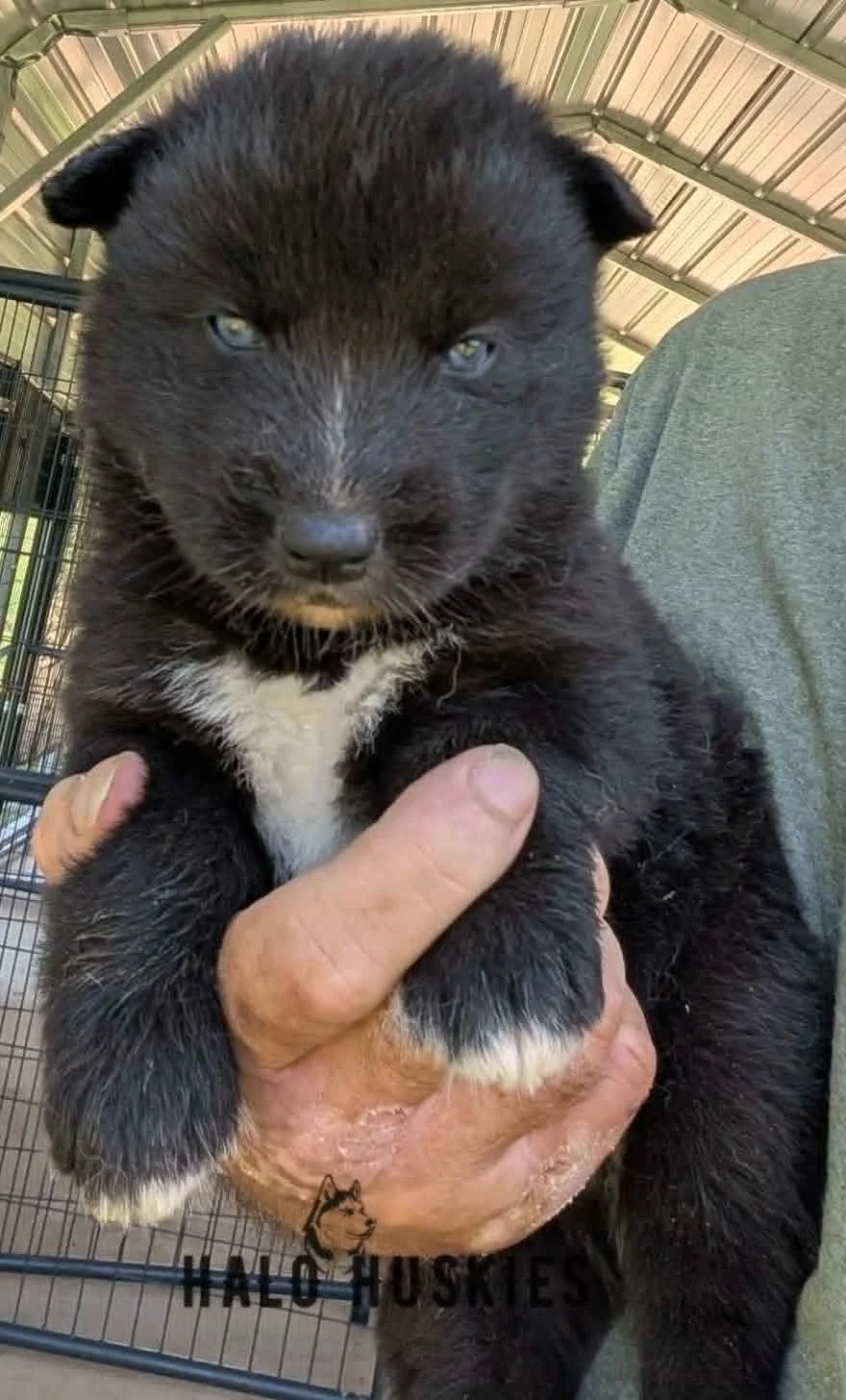 Dark Agouti Husky Puppy (Nona’s Male #3) (Reserved)