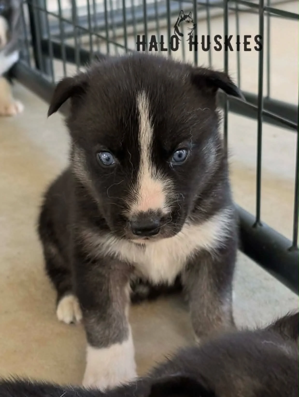 Available Now! Black/Tan Husky Puppy (Nona’s Male #4)