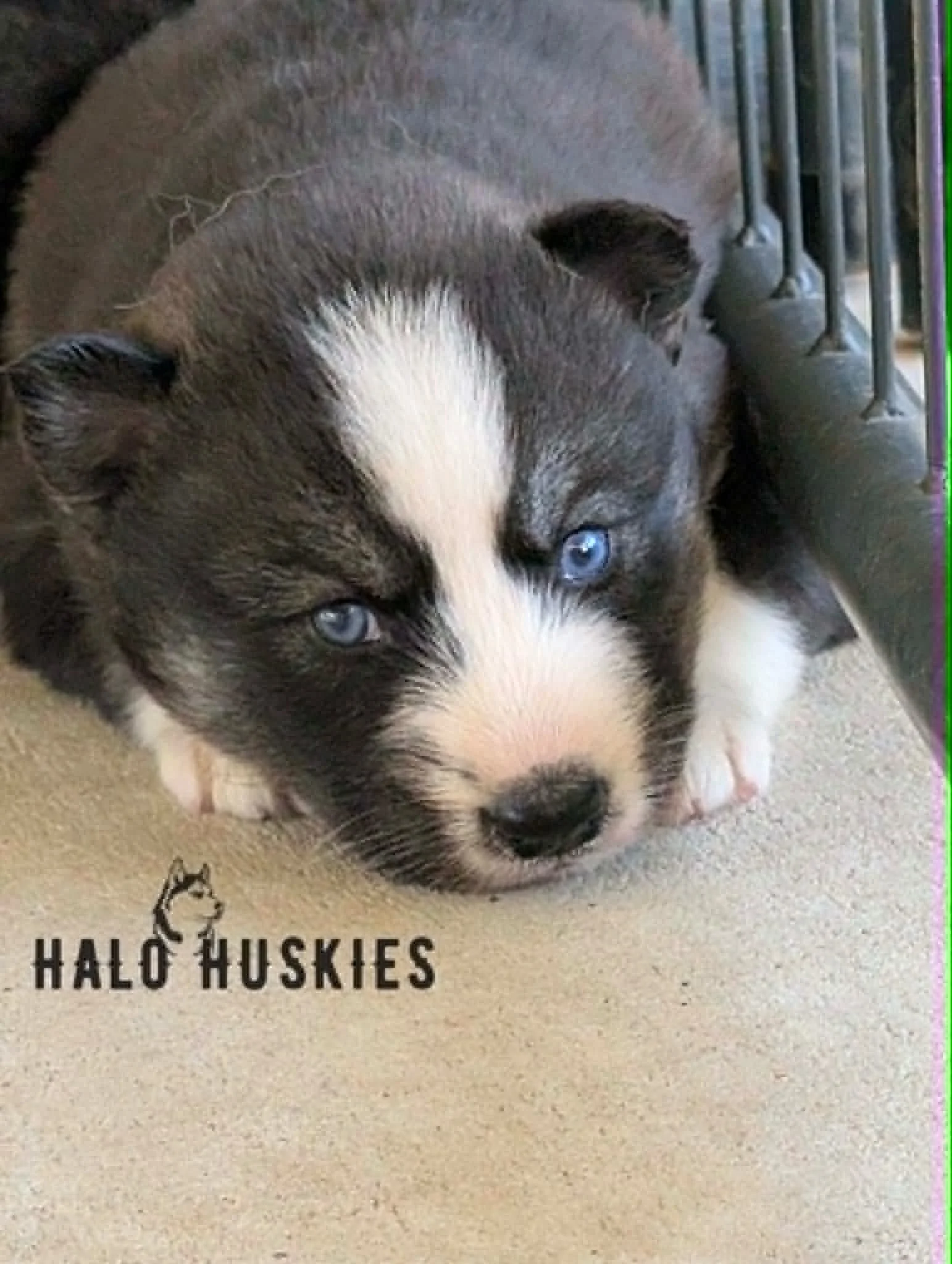 Available Now! Agouti/White Husky Puppy (Nona’s Male #5)