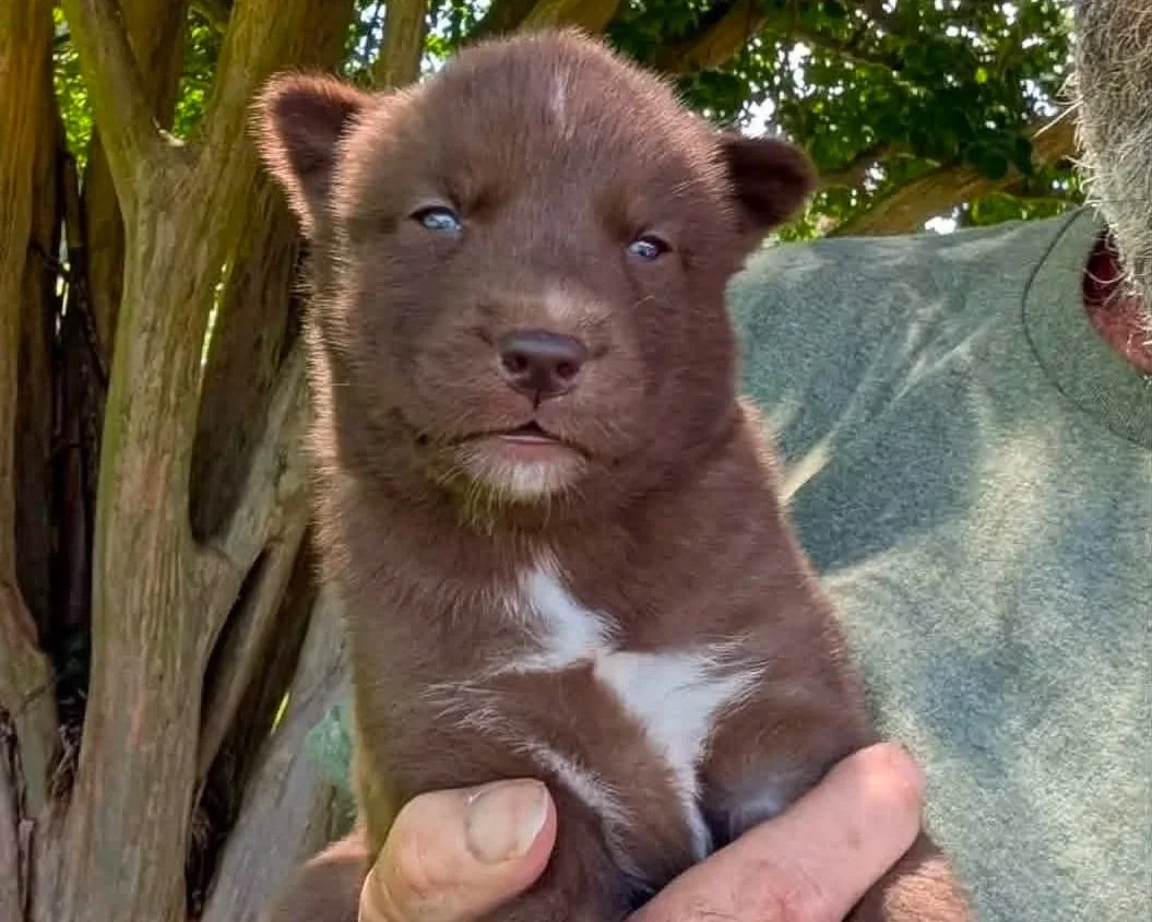 Available Now! Copper Husky Puppy (Mystic’s Female #2)