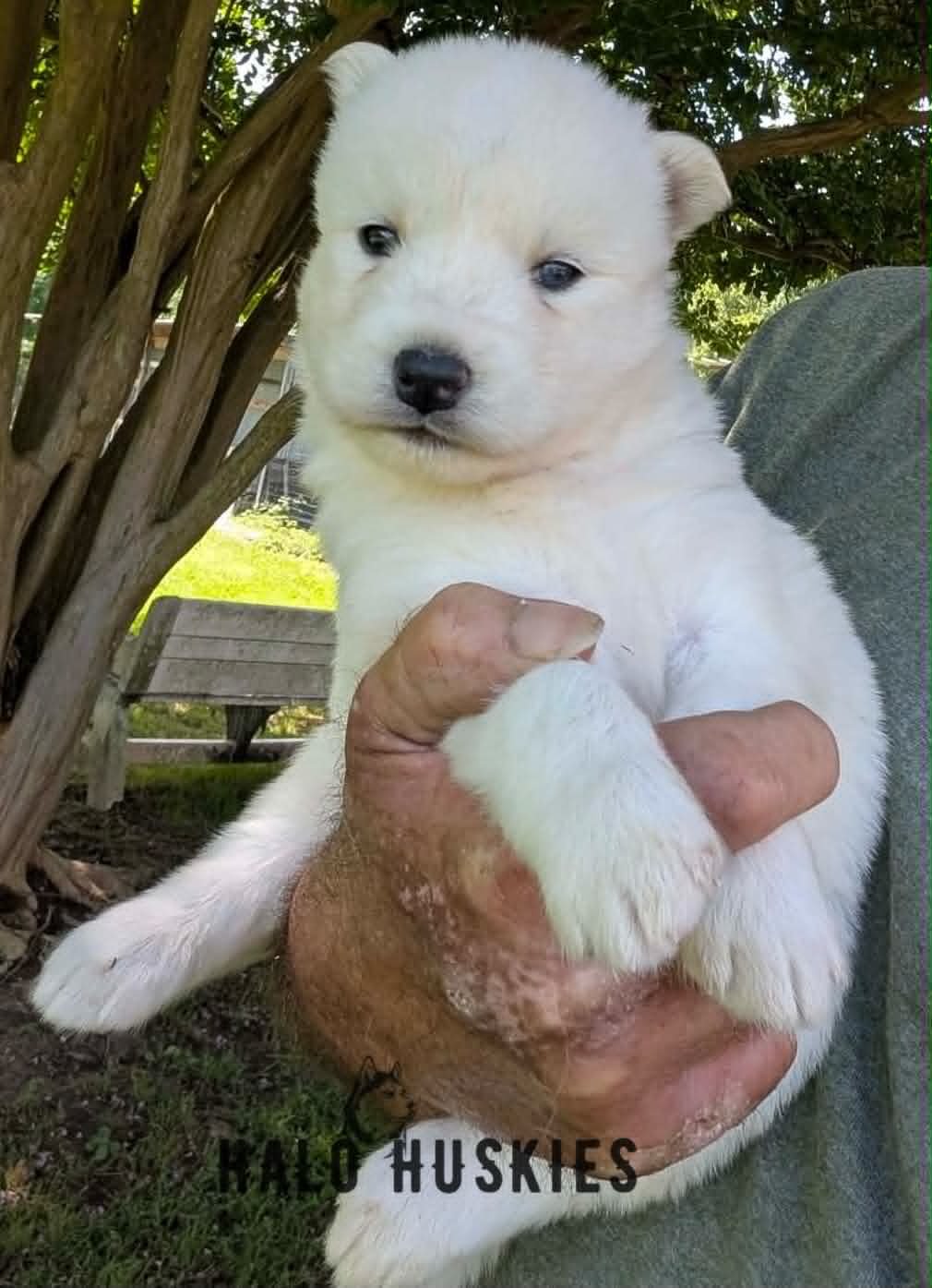 White Husky Puppy (Mystic’s Female #4) (Reserved)