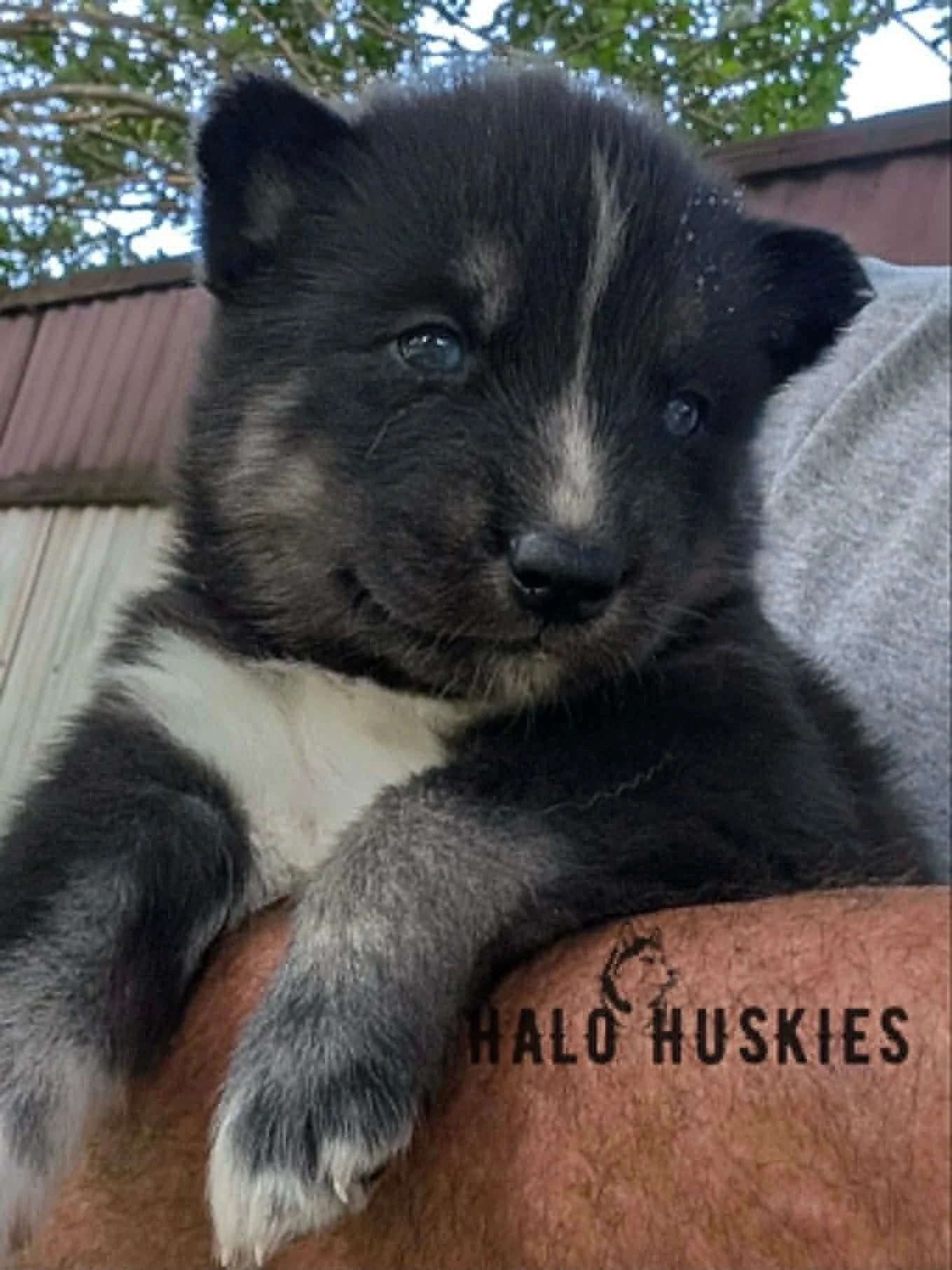 Available Now! Black/Tan Husky Puppy (Ruby’s Male #1)