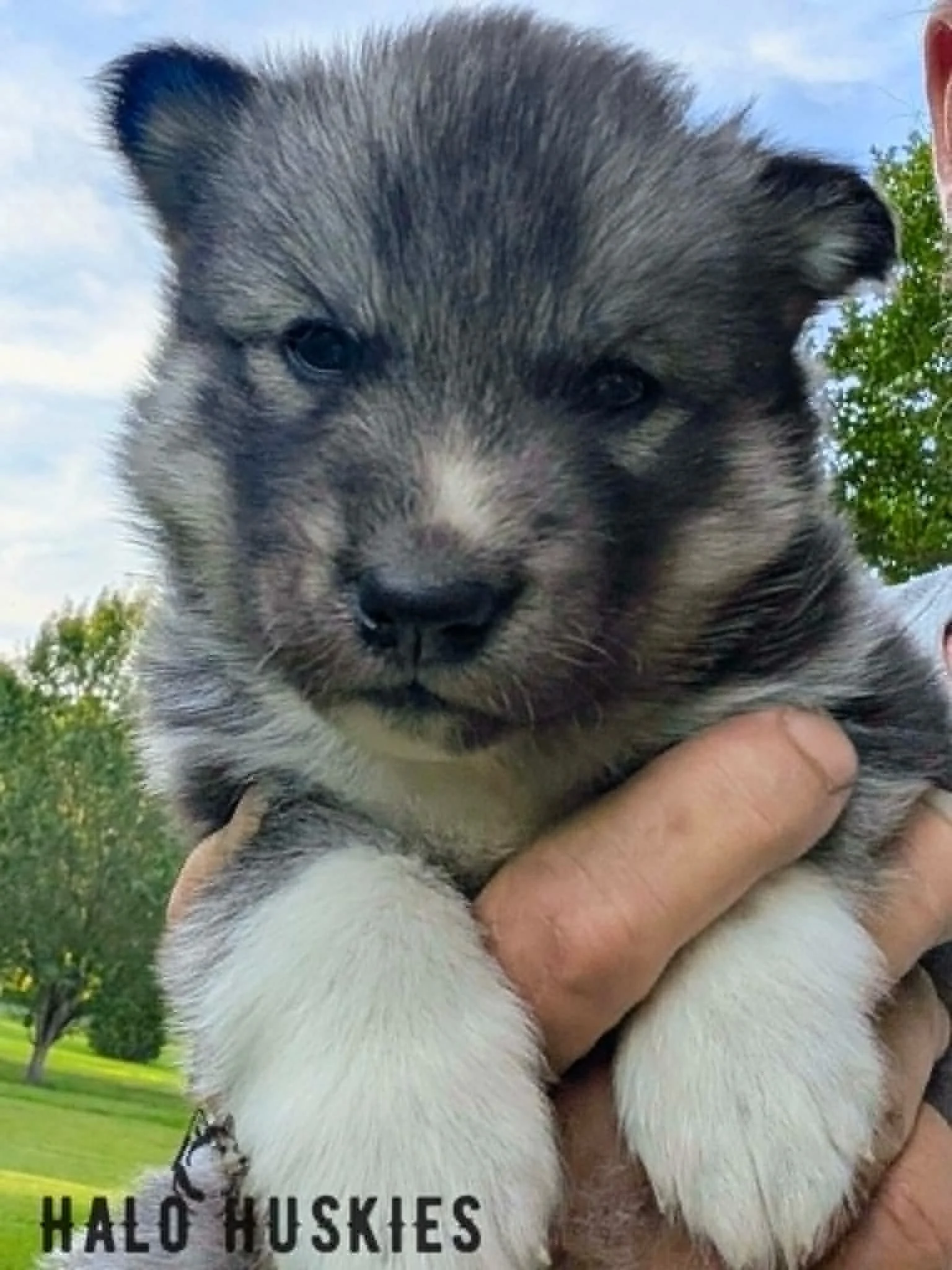 Available Now! Agouti Husky Puppy (Ruby’s Male #2)