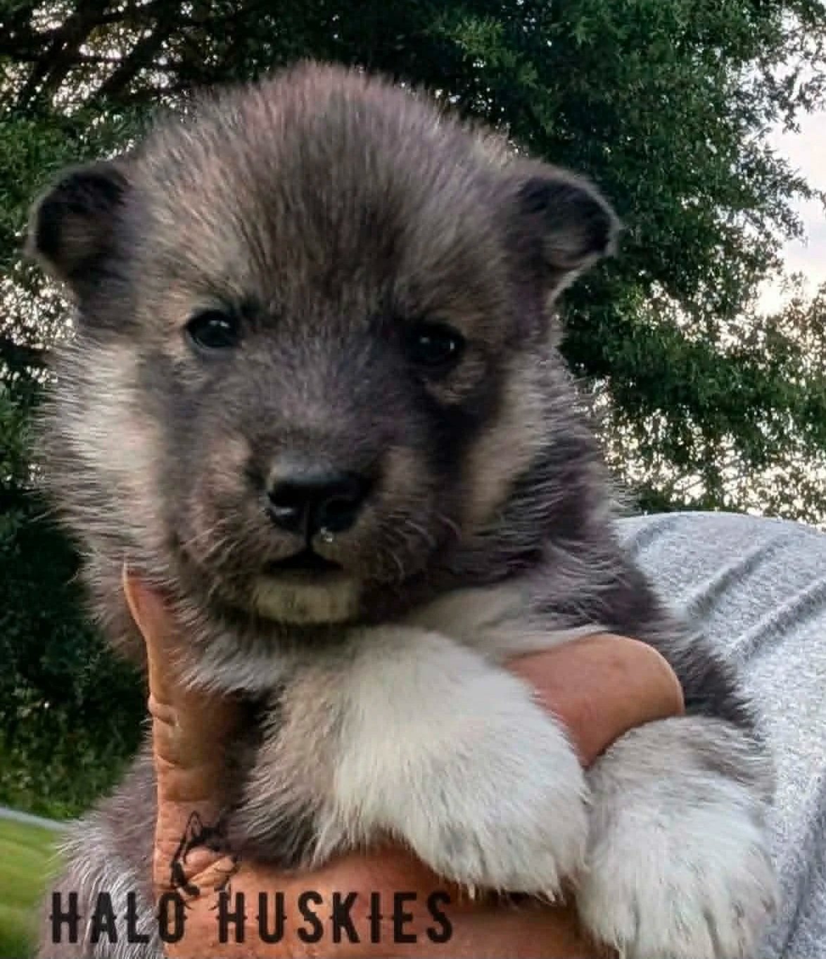 Available Now! Agouti Husky Puppy (Ruby’s Female #3)