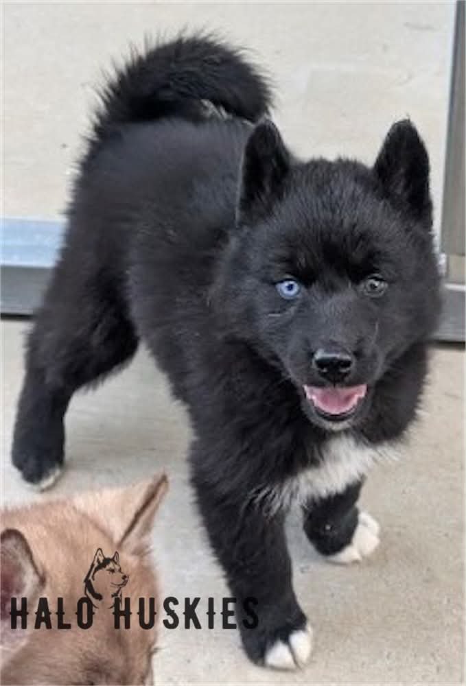 Black Puppy (Raven’s Male #4) (Reserved)