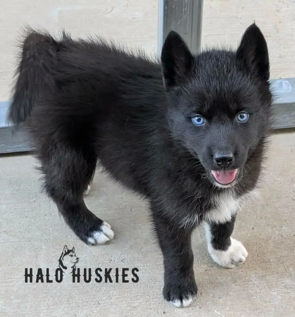 Black Puppy (Raven’s Male #5) (Reserved)