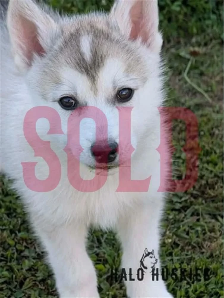 Silver Husky Puppy (Kilo’s Male #5) (Reserved)