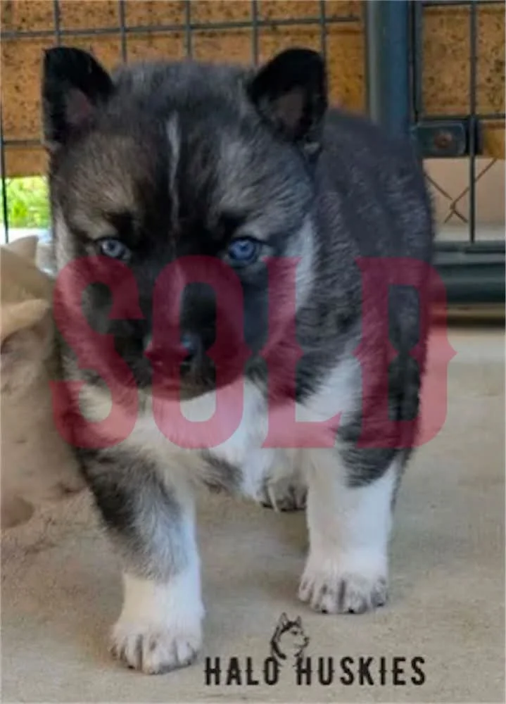 Agouti Husky Puppy (Spirit’s Male #3) (Reserved)