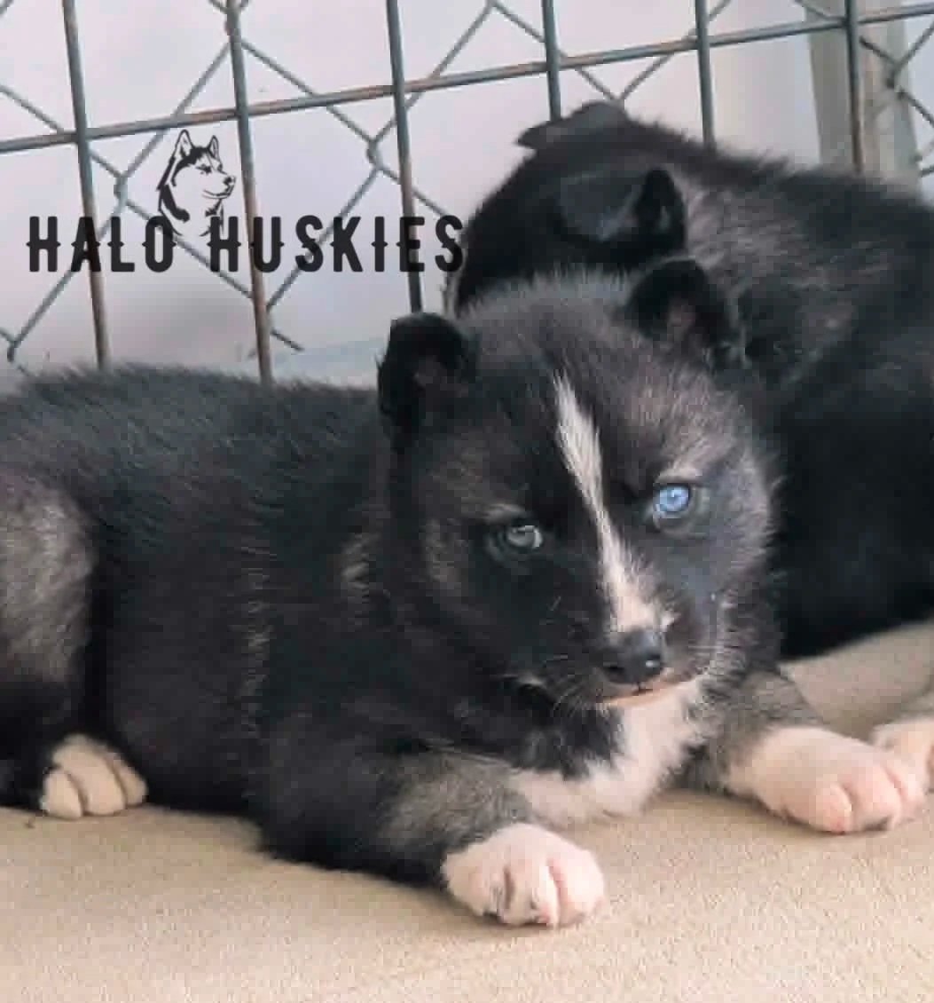Available Now! Agouti/White Husky Puppy (Nona’s Female #1)