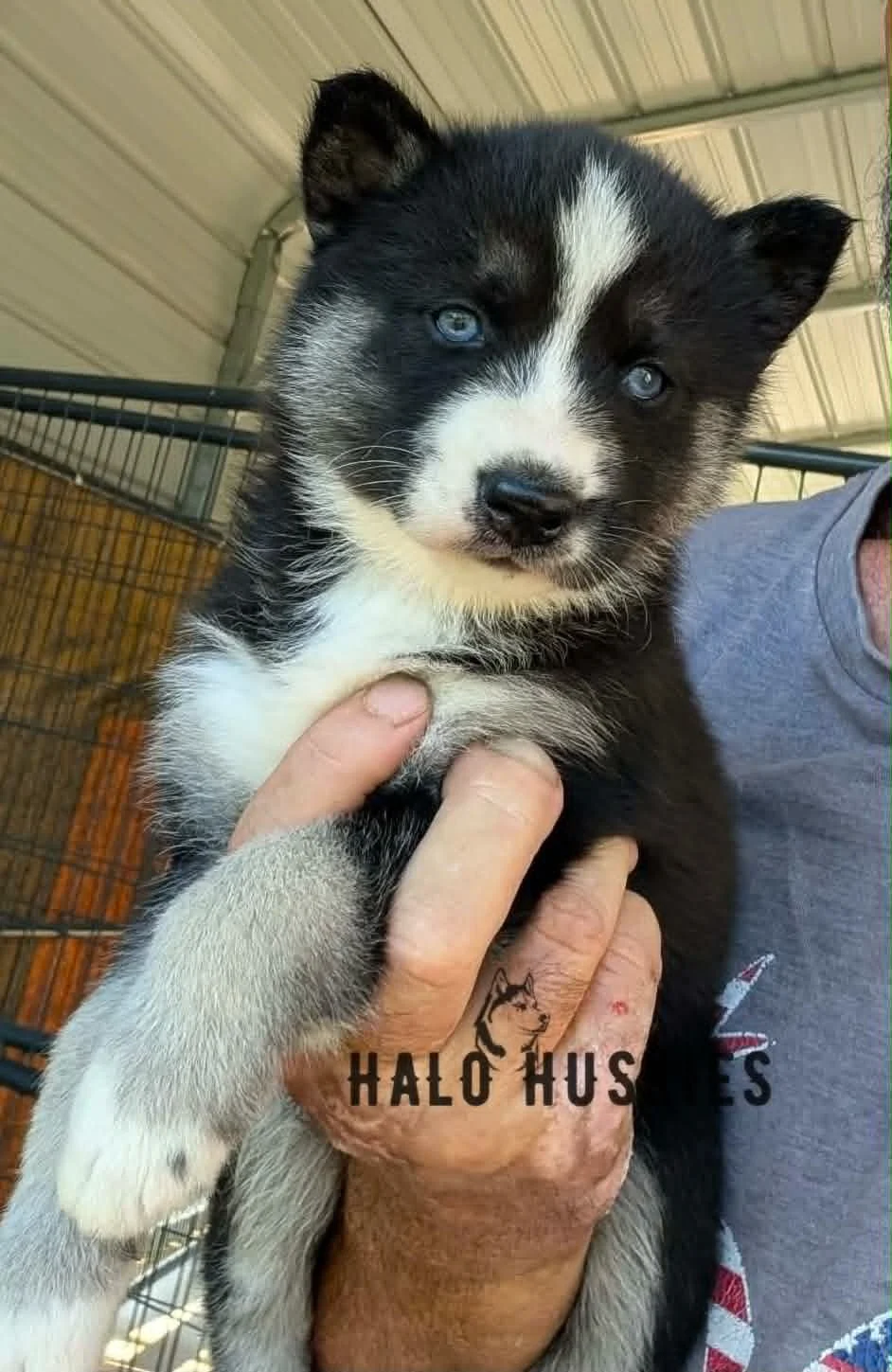Available Now! Black/Tan Husky Puppy (Nona’s Female #2)