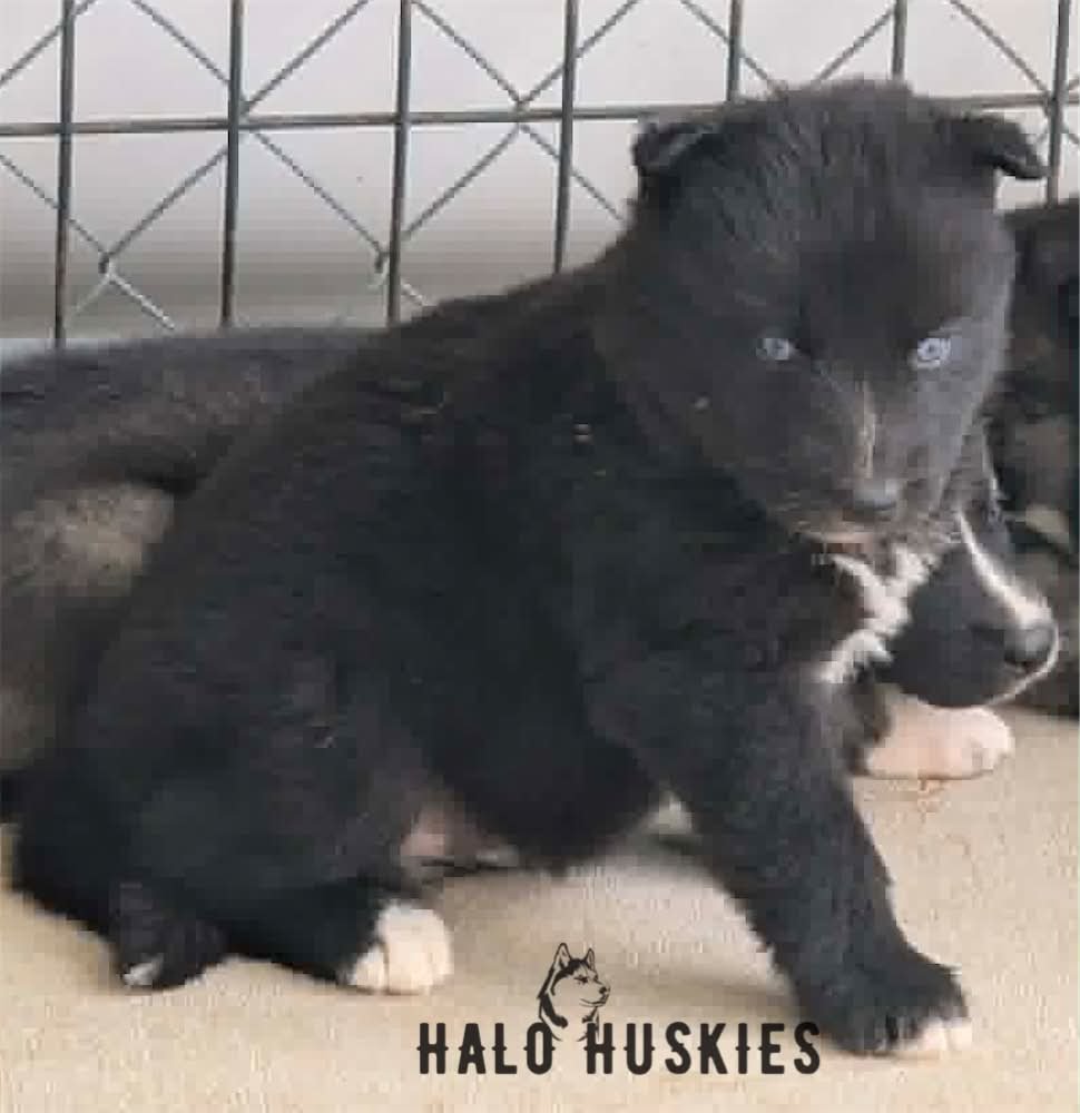 Dark Agouti Husky Puppy (Nona’s Male #3) (Reserved)