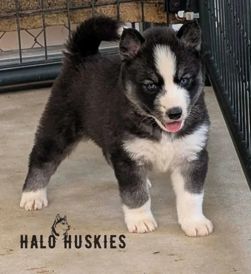 Available Now! Agouti/White Husky Puppy (Nona’s Male #5)