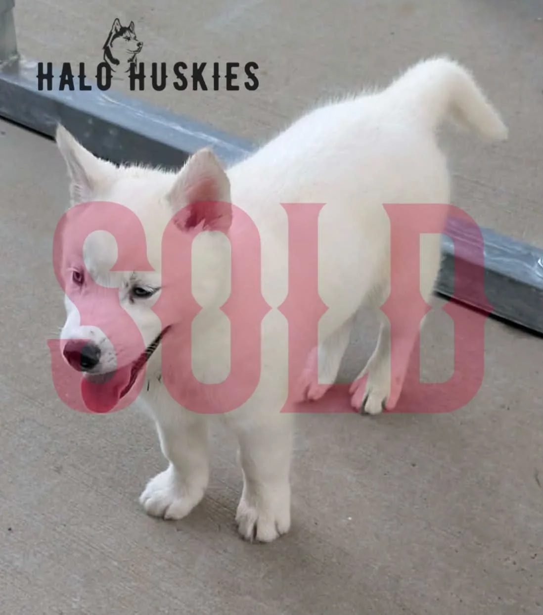 Sold: White Husky Puppy (Spirit’s Male #1)