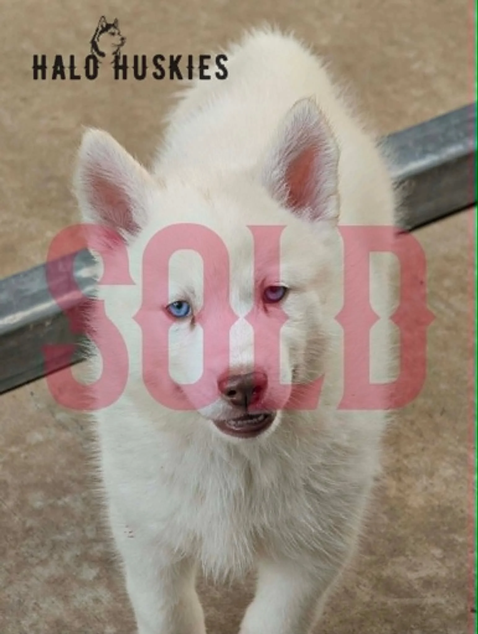 Sold: White Husky Puppy (Spirit’s Male #2) 