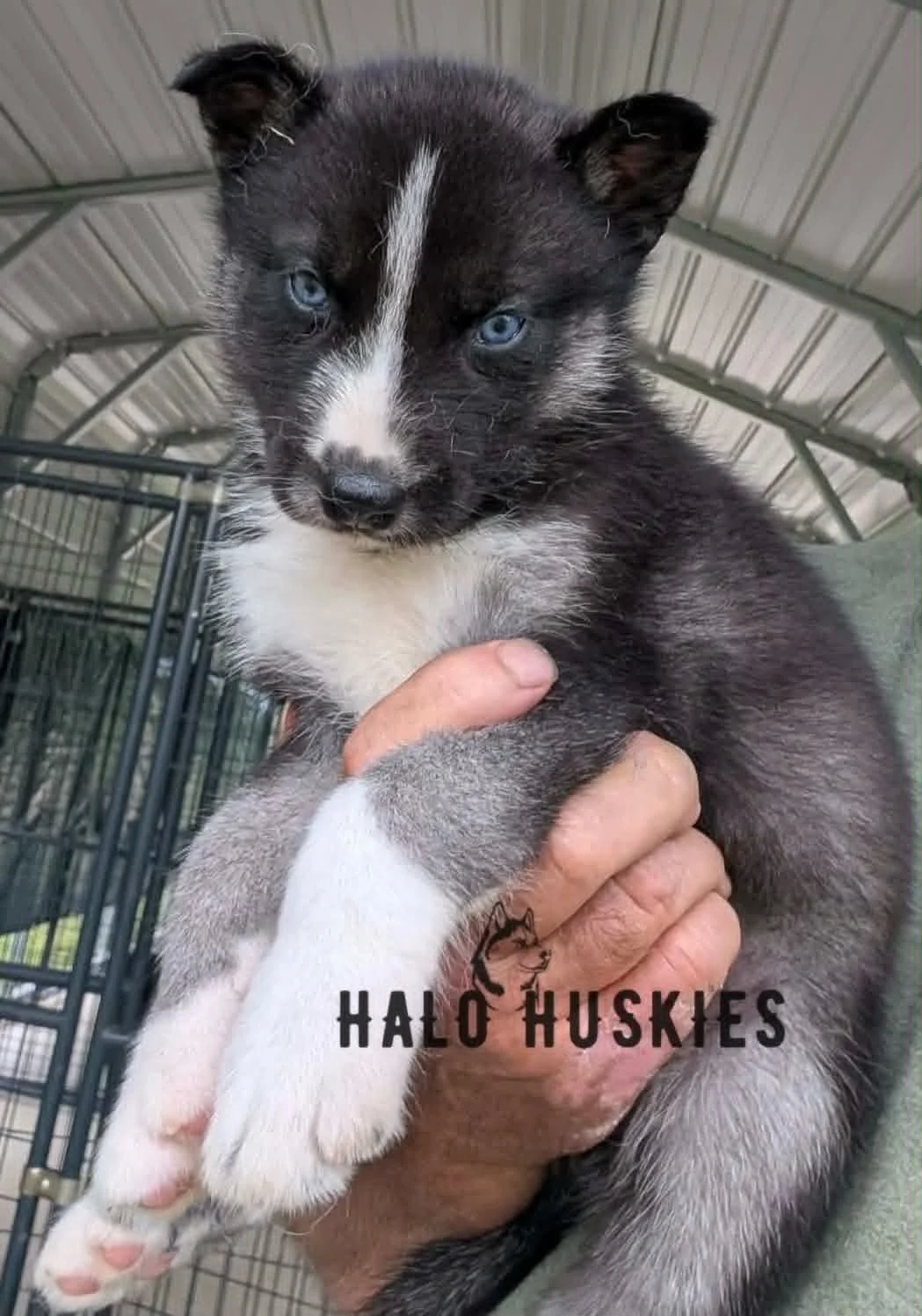 Available Now! Black/Tan Husky Puppy (Nona’s Male #4)