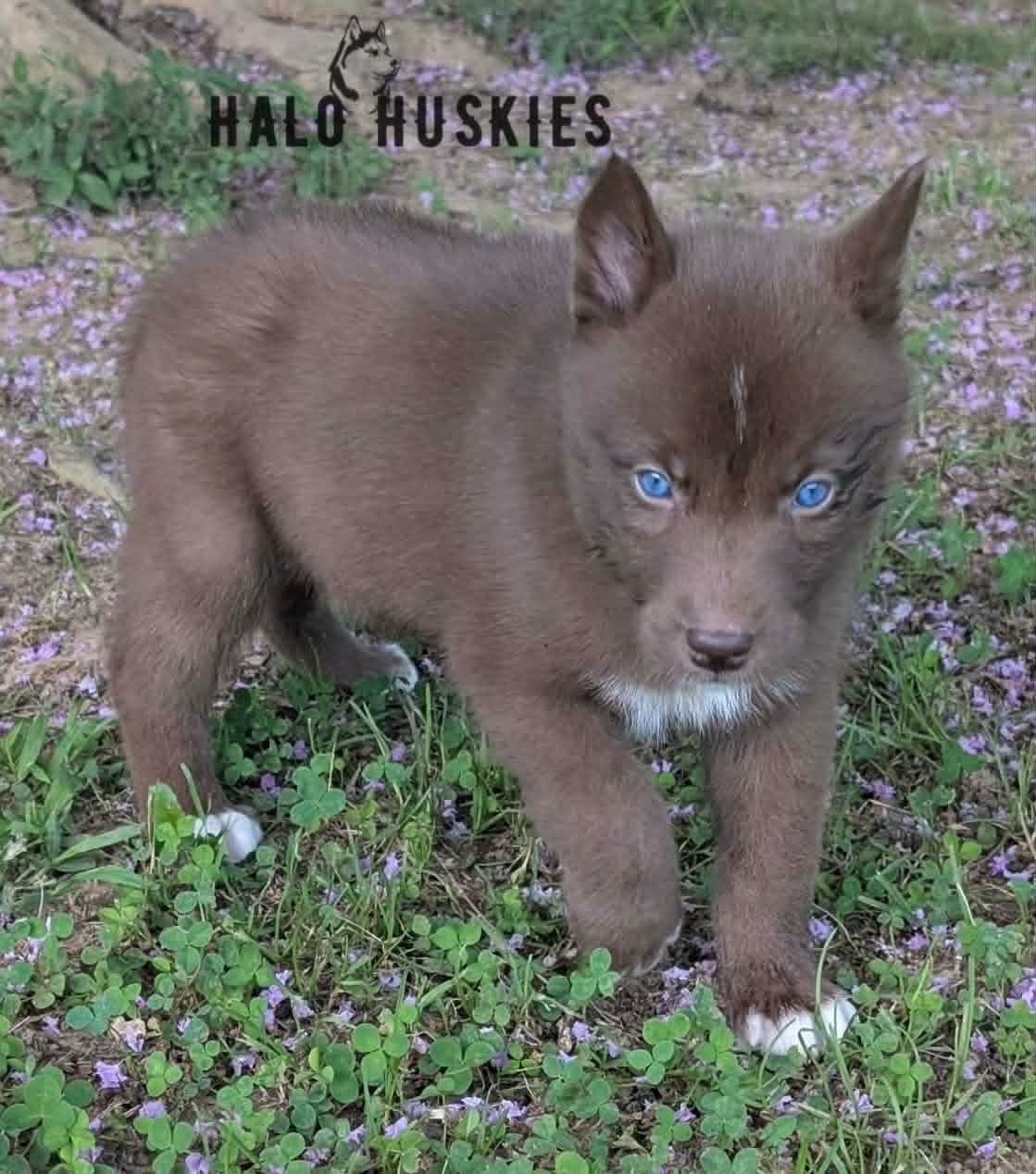 Available Now! Copper Husky Puppy (Mystic’s Female #2)