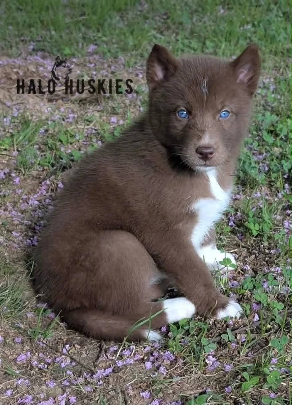 Copper Husky Puppy (Mystic’s Female #1) (Reserved)