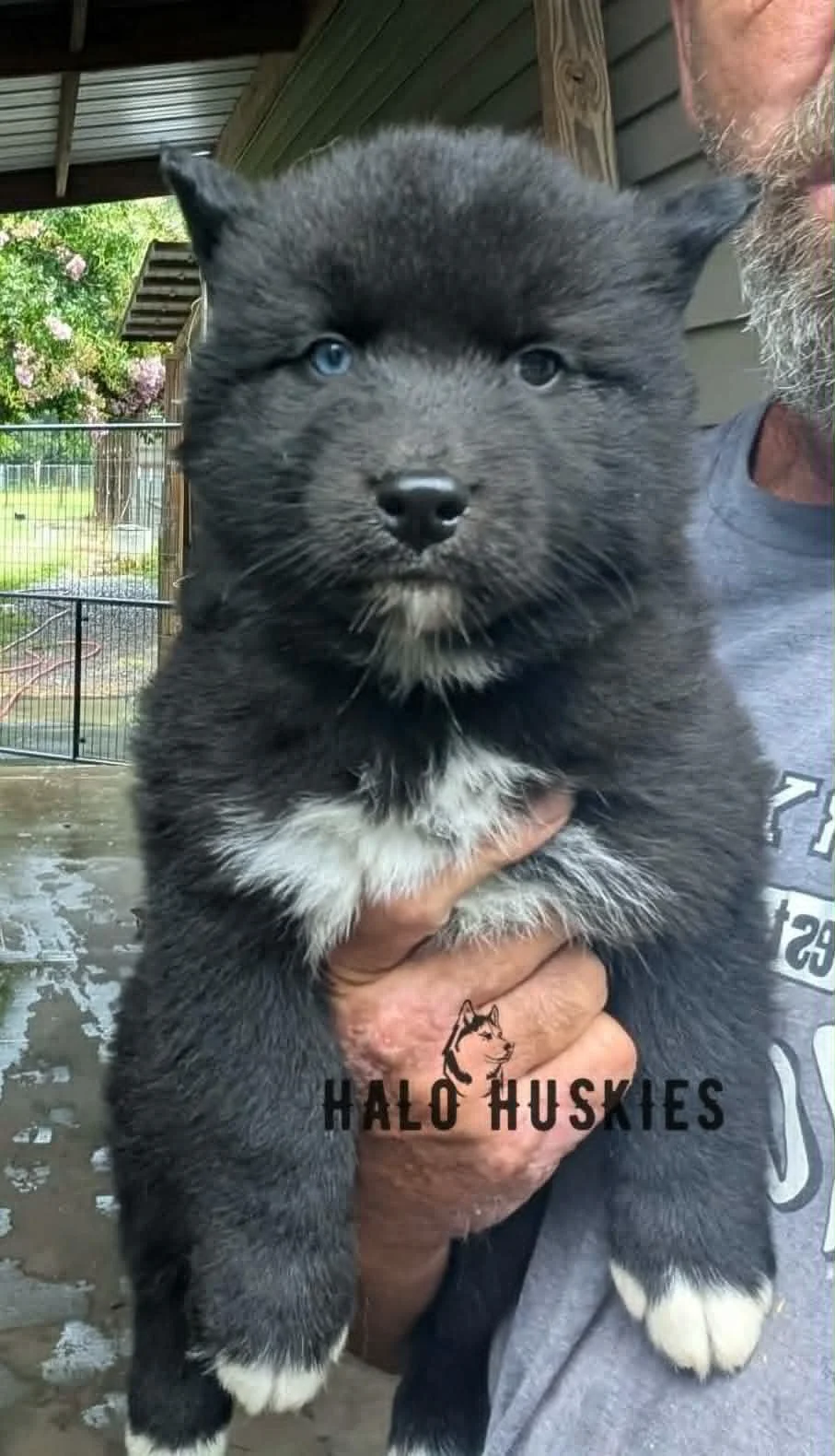 Available Now! Mostly Black Husky Puppy (Mystic’s Male #5)