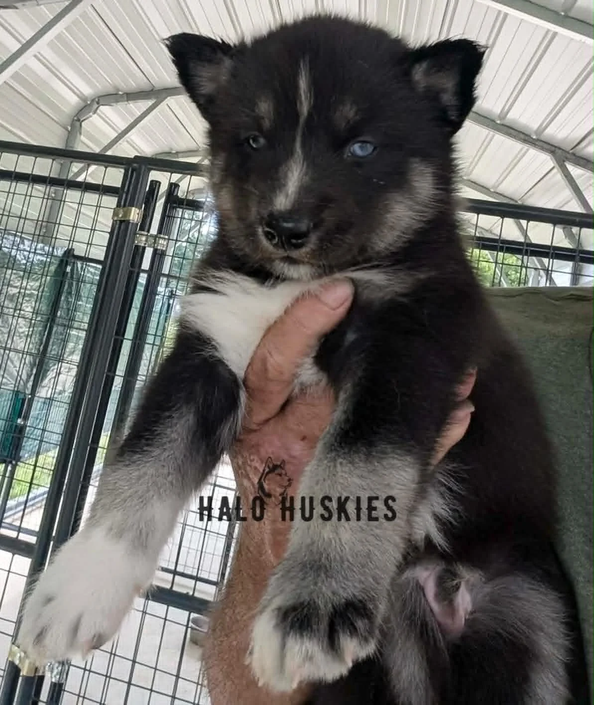Available Now! Black/Tan Husky Puppy (Ruby’s Male #1)