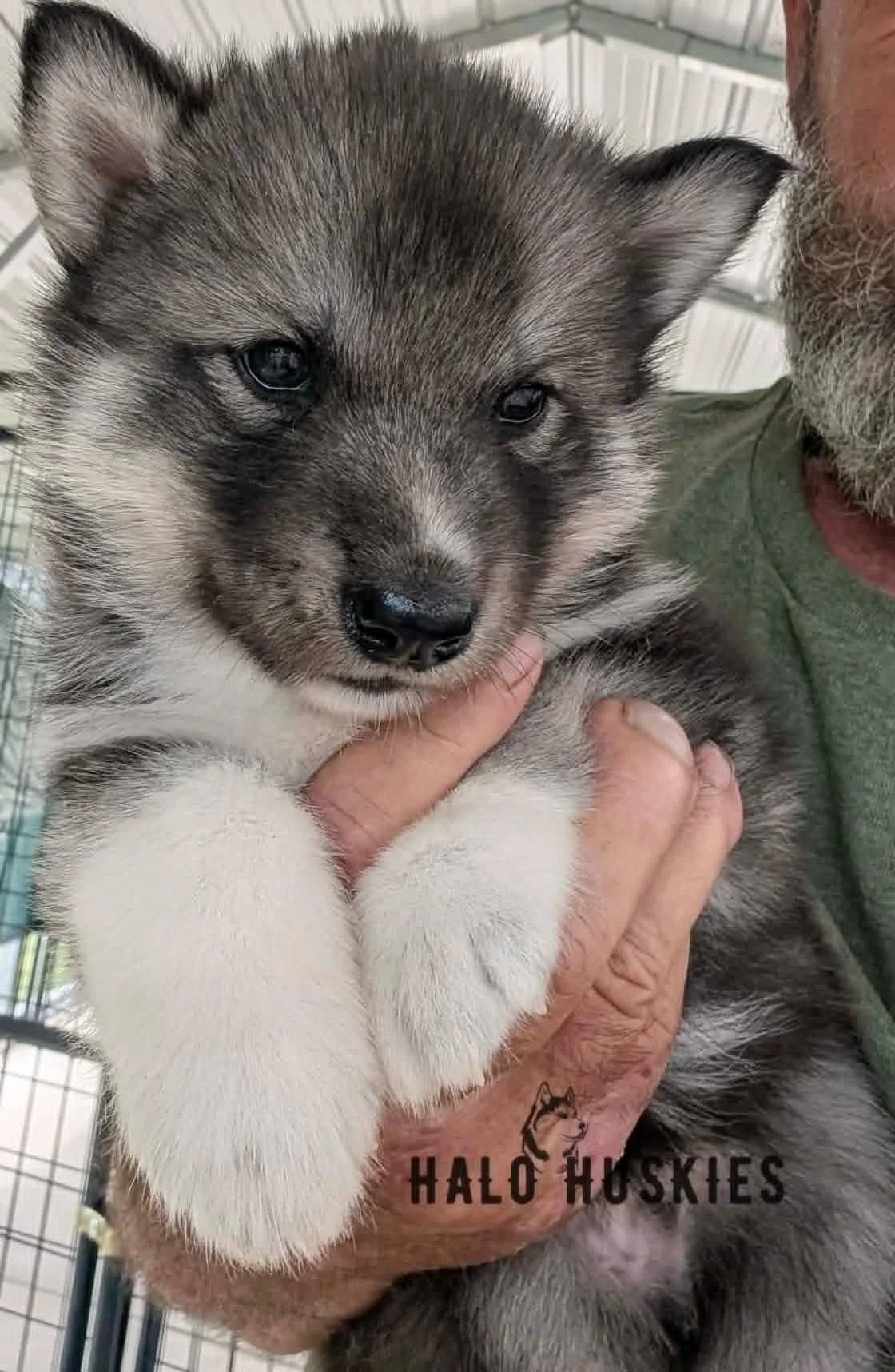 Available Now! Agouti Husky Puppy (Ruby’s Male #2)