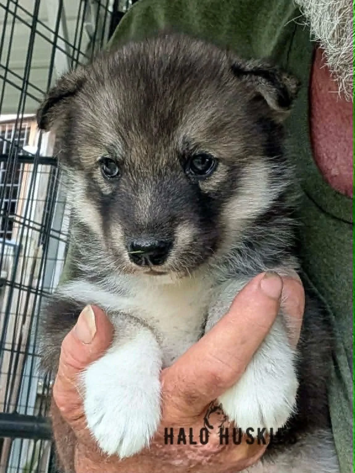 Available Now! Agouti Husky Puppy (Ruby’s Female #3)