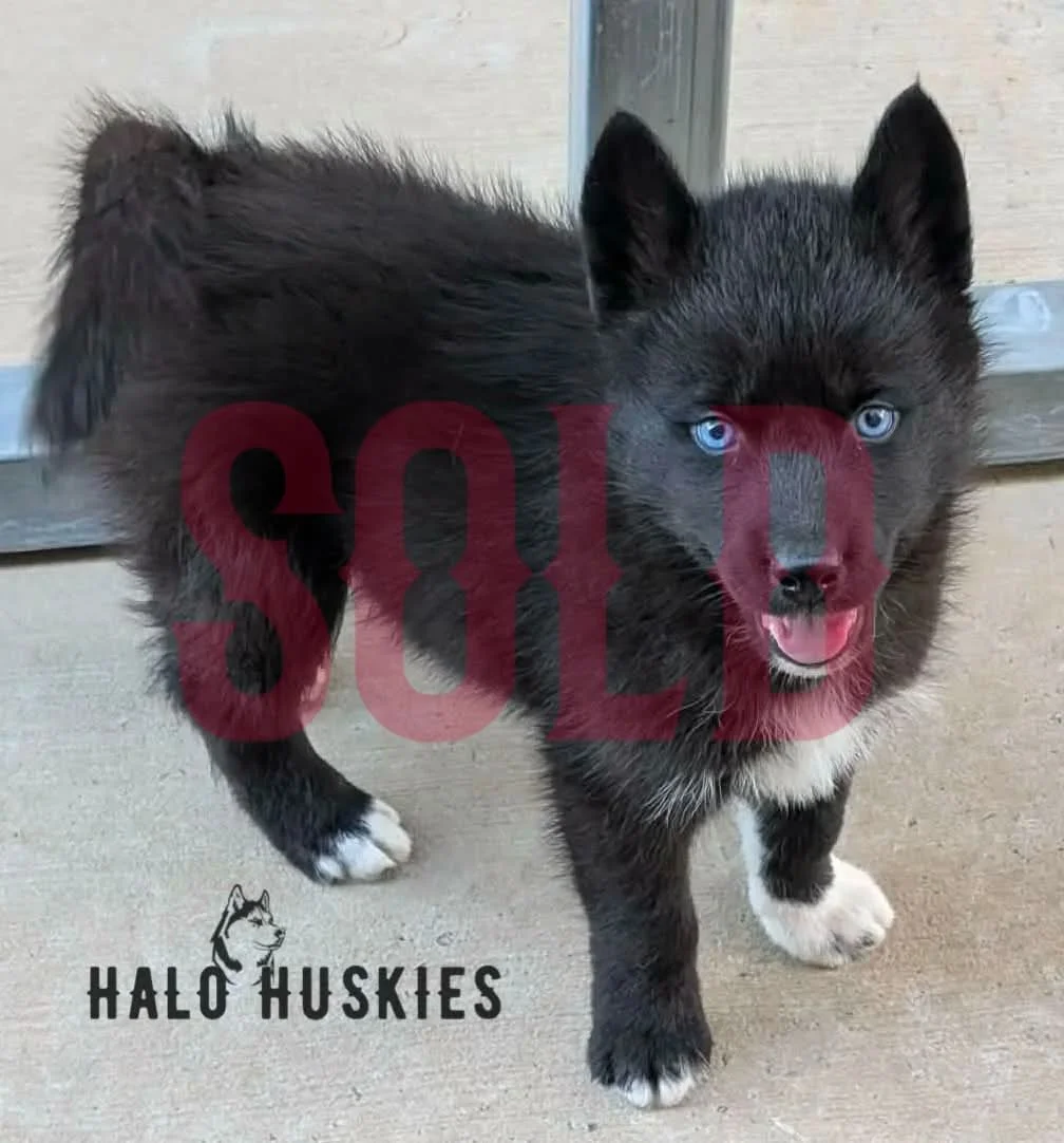 Sold: Black Puppy (Raven’s Male #5)