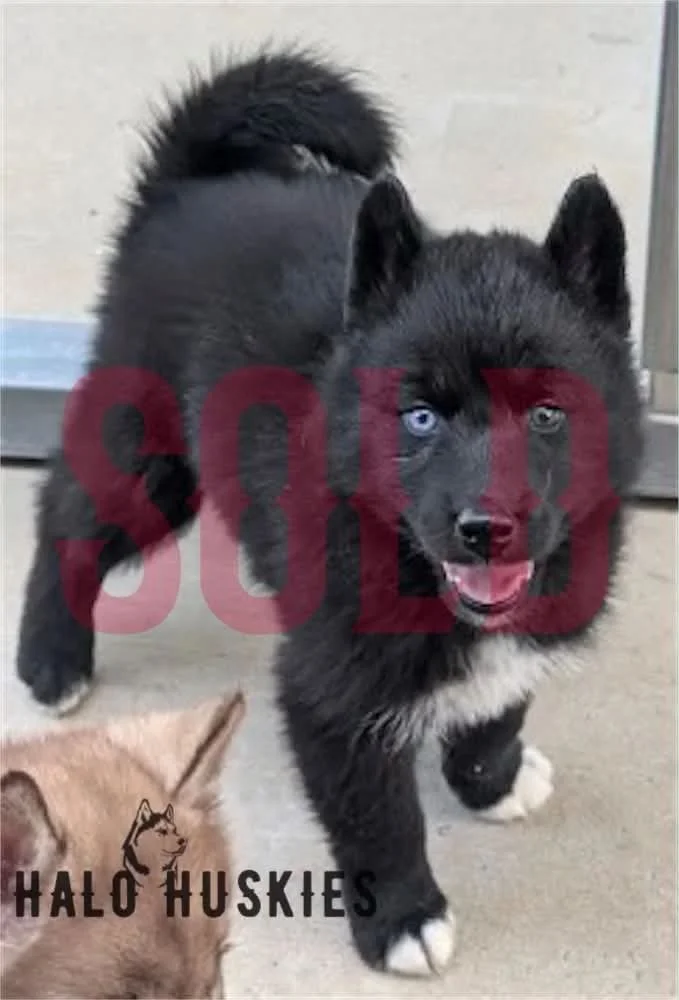 Sold: Black Puppy (Raven’s Male #4)